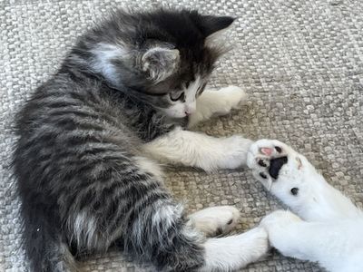 Farm Kittens