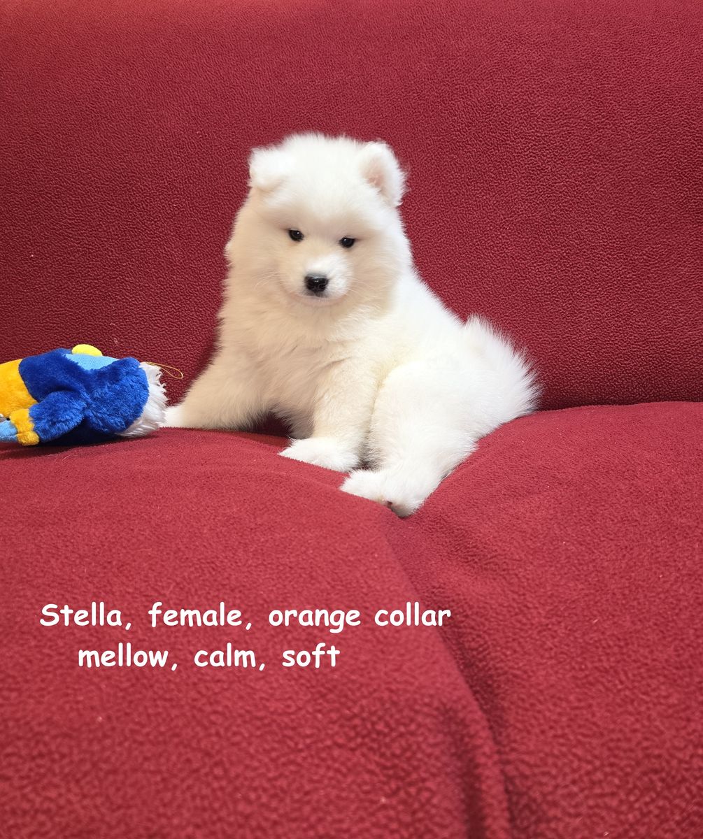 Samoyed Puppies  AKC (not Poodle, Doodle, Retriever, or Shepherd )