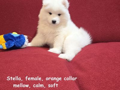 Samoyed Puppies AKC (not Poodle, Doodle, Retriever, or Shepherd )