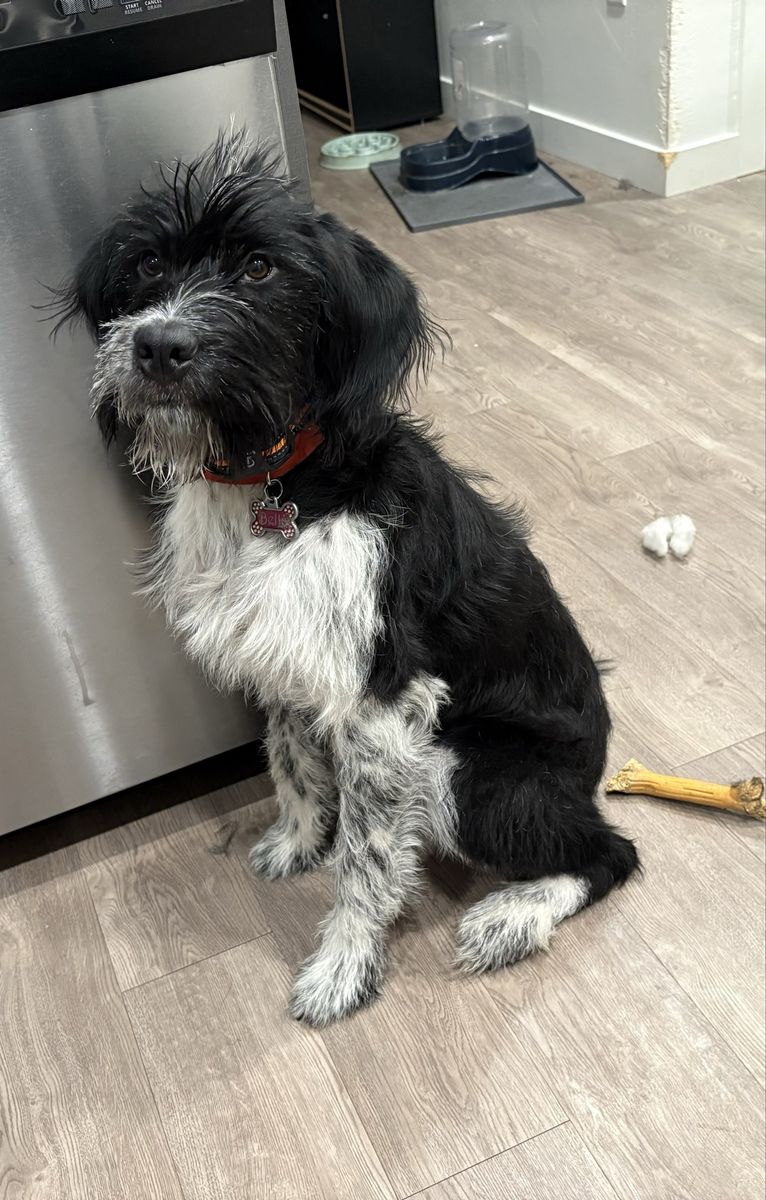 Adorable 7 month old Griffen Wire Hair mixed with Bernese mountain dog