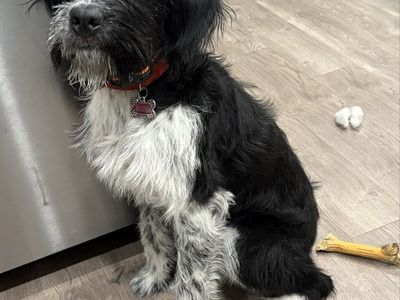 Adorable 7 month old Griffen Wire Hair mixed with Bernese mountain dog