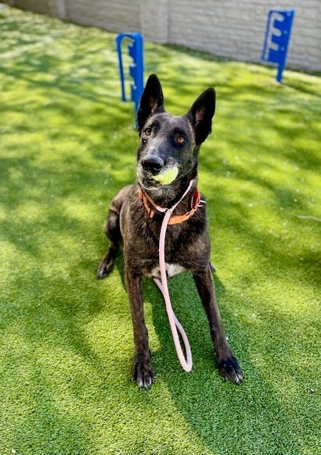 A161324 Lady Lilac is Available for Adoption!