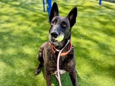 A161324 Lady Lilac is Available for Adoption!