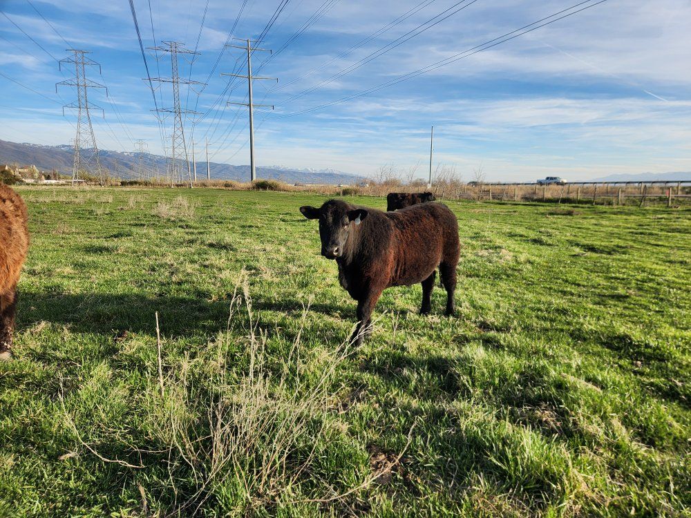 Angus Steer Ready to Finish