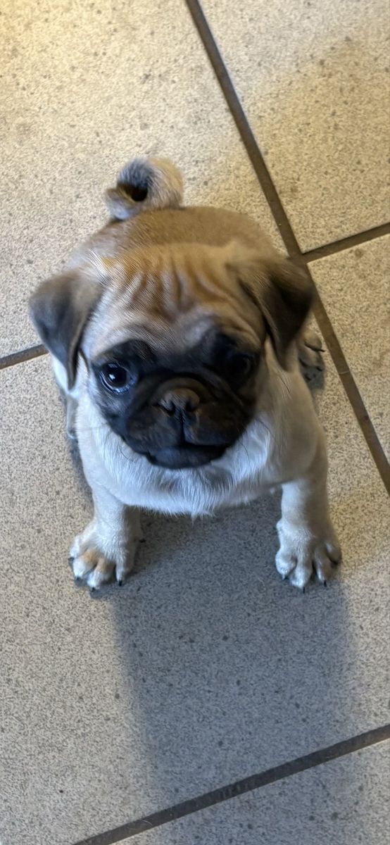 Male Pug puppy