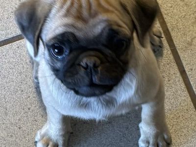 Male Pug puppy