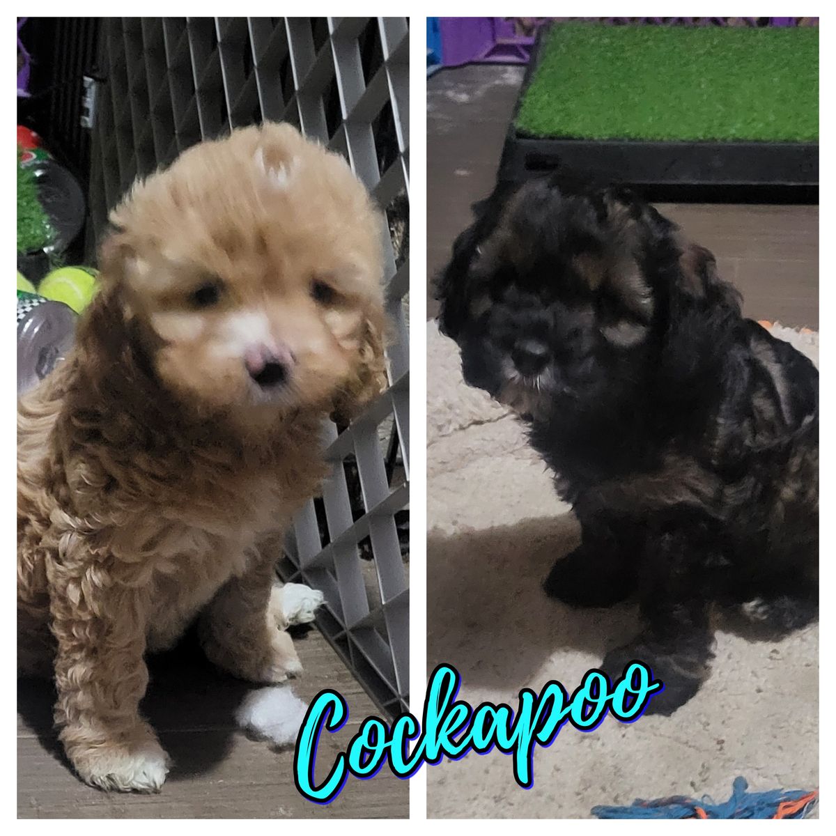 cock-a-poo puppies- ready now
