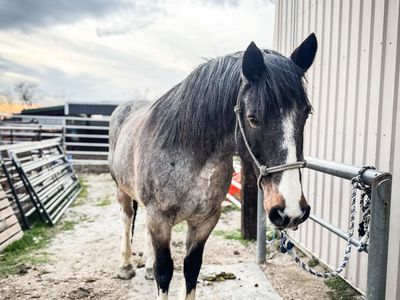 Half Draft Gelding