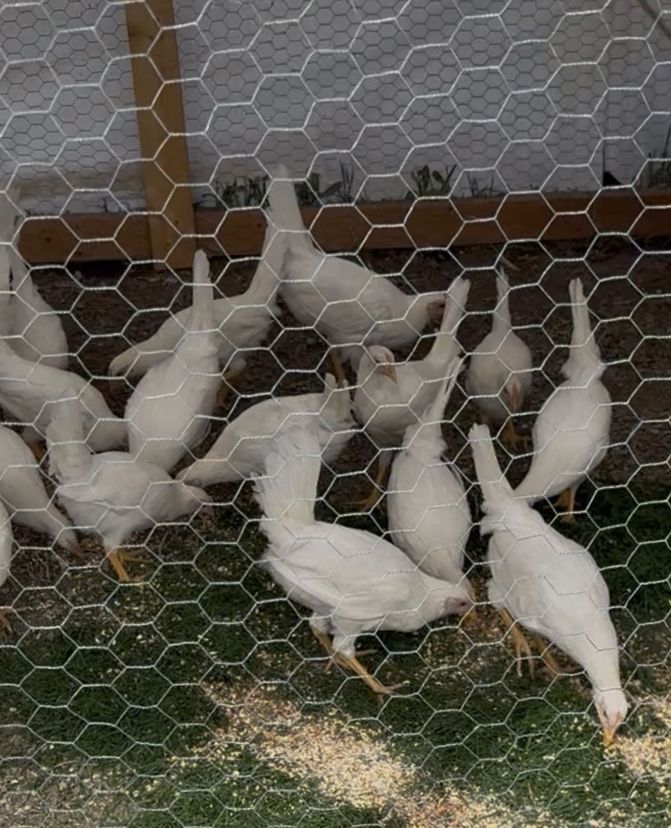 White Leghorn