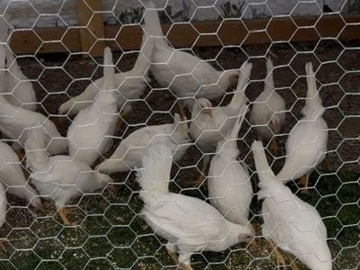 White Leghorn