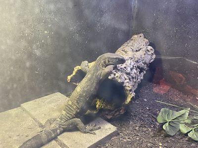 Black throat monitor