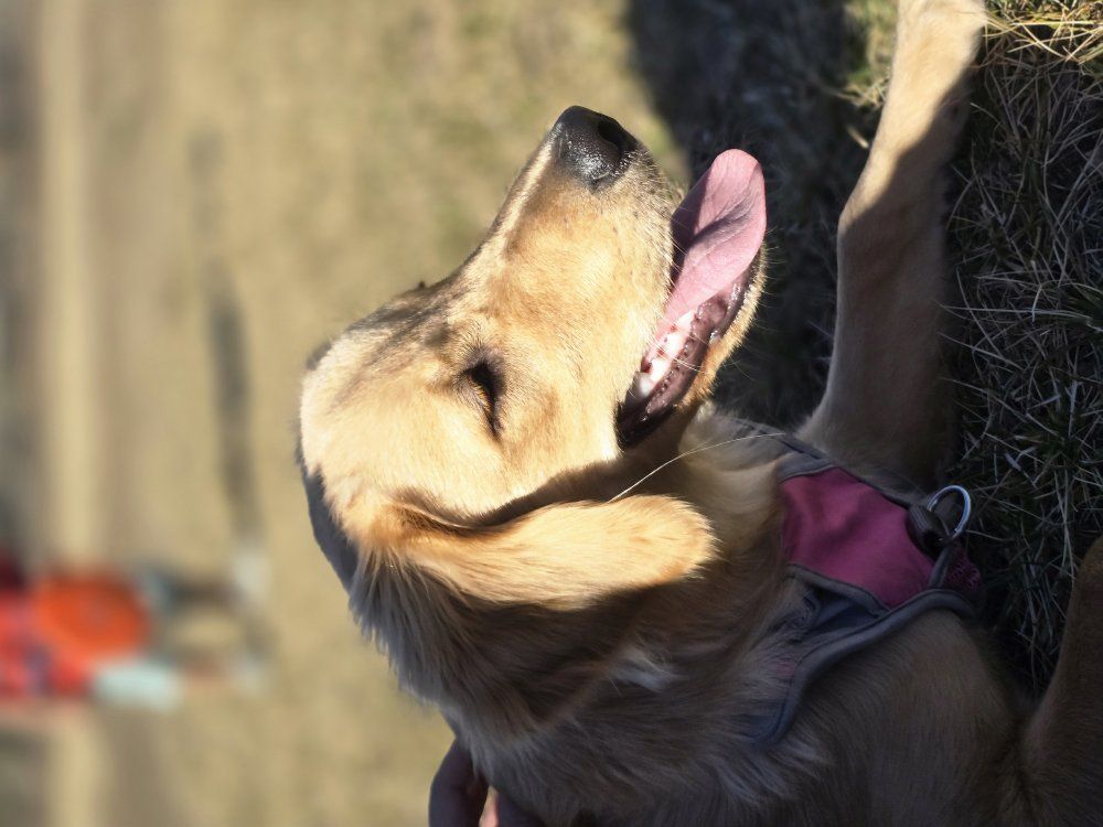 AKC Golden Retriever Puppy - Female