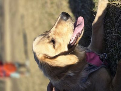 AKC Golden Retriever Puppy - Female