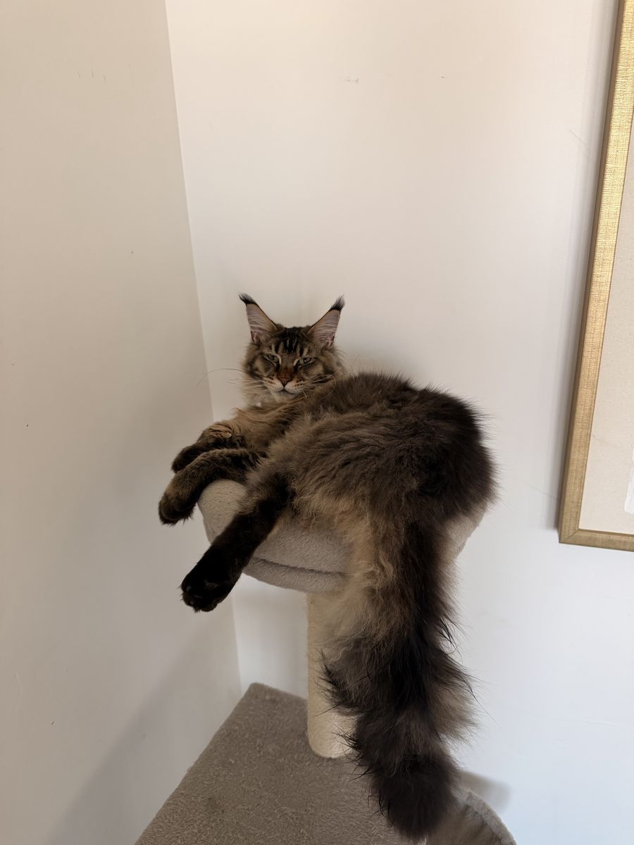 European Maine Coon Kitten