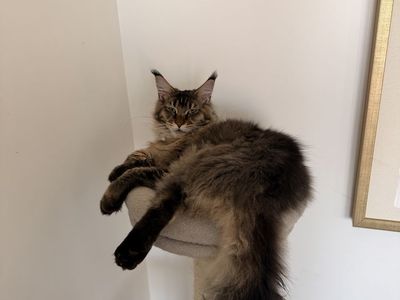 European Maine Coon Kitten