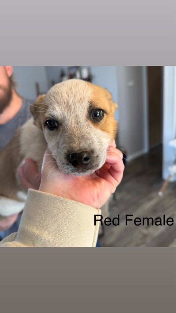 Border Collie / Heeler Puppies