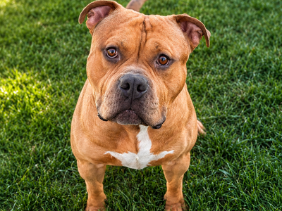 INTACT - XL American Bully - 2 1/2 YEARS