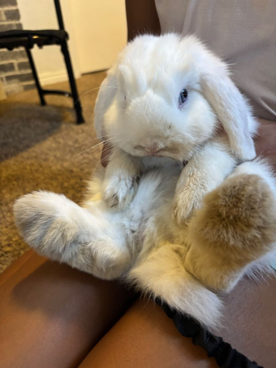Adorable Mini Lop Rabbit - White with Blue Eyes - Ready for a Loving Home