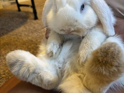 Adorable Mini Lop Rabbit - White with Blue Eyes - Ready for a Loving Home