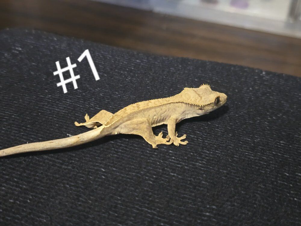 CRESTED GECKOS!