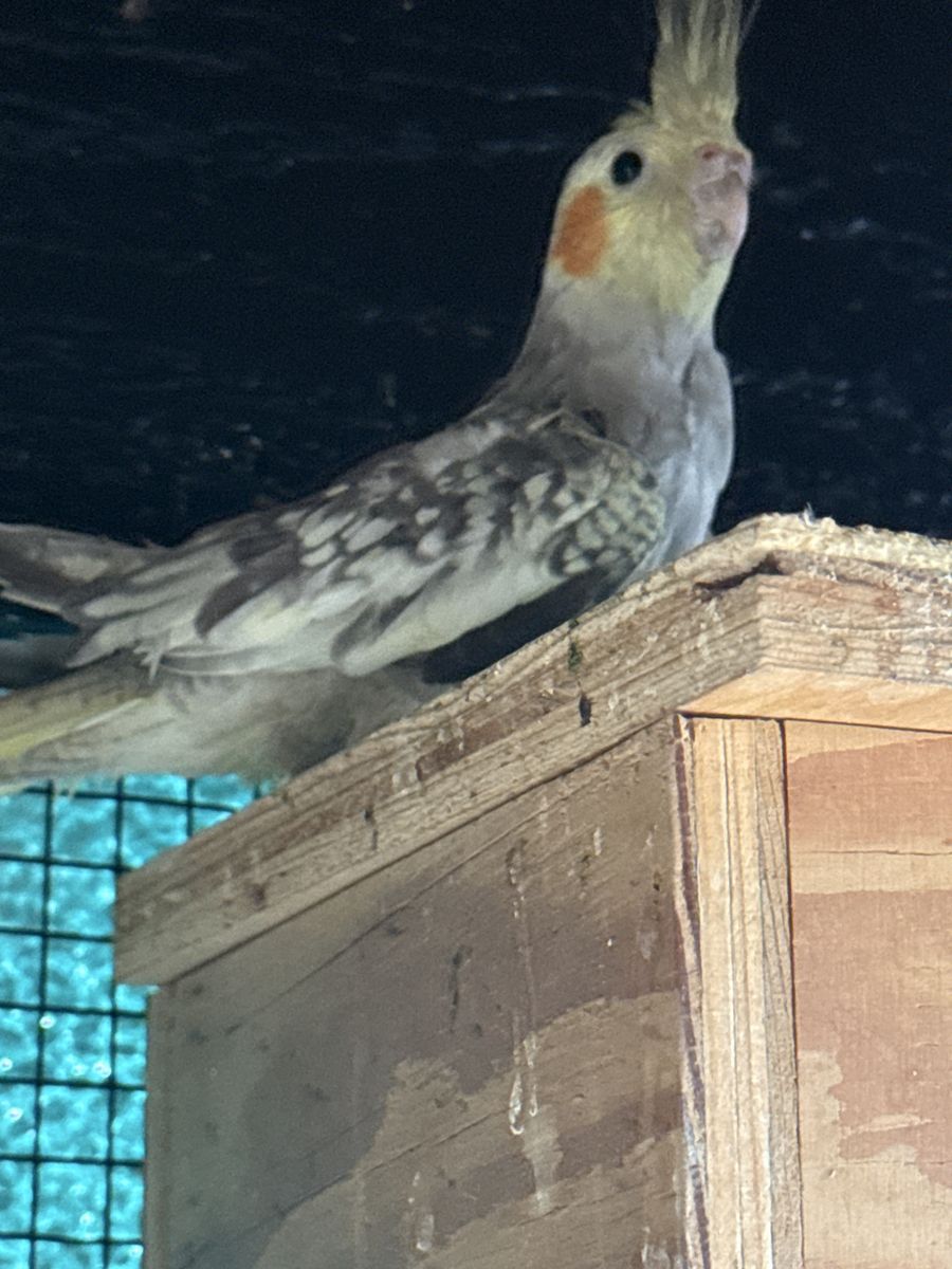 Cockatiel