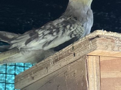 Cockatiel