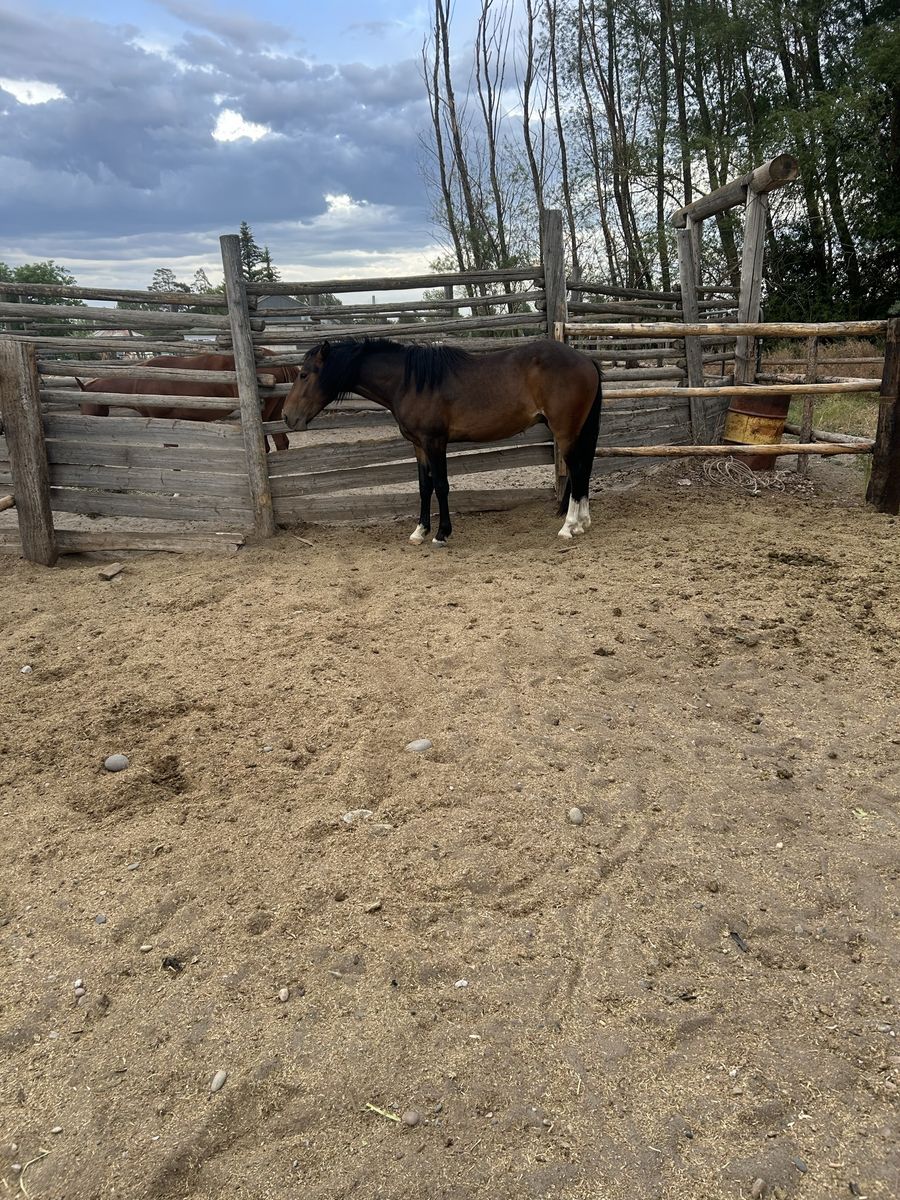 2 year old gelding