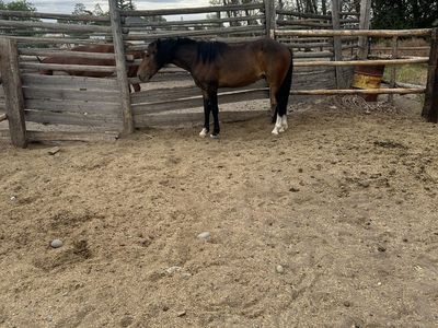 2 year old gelding