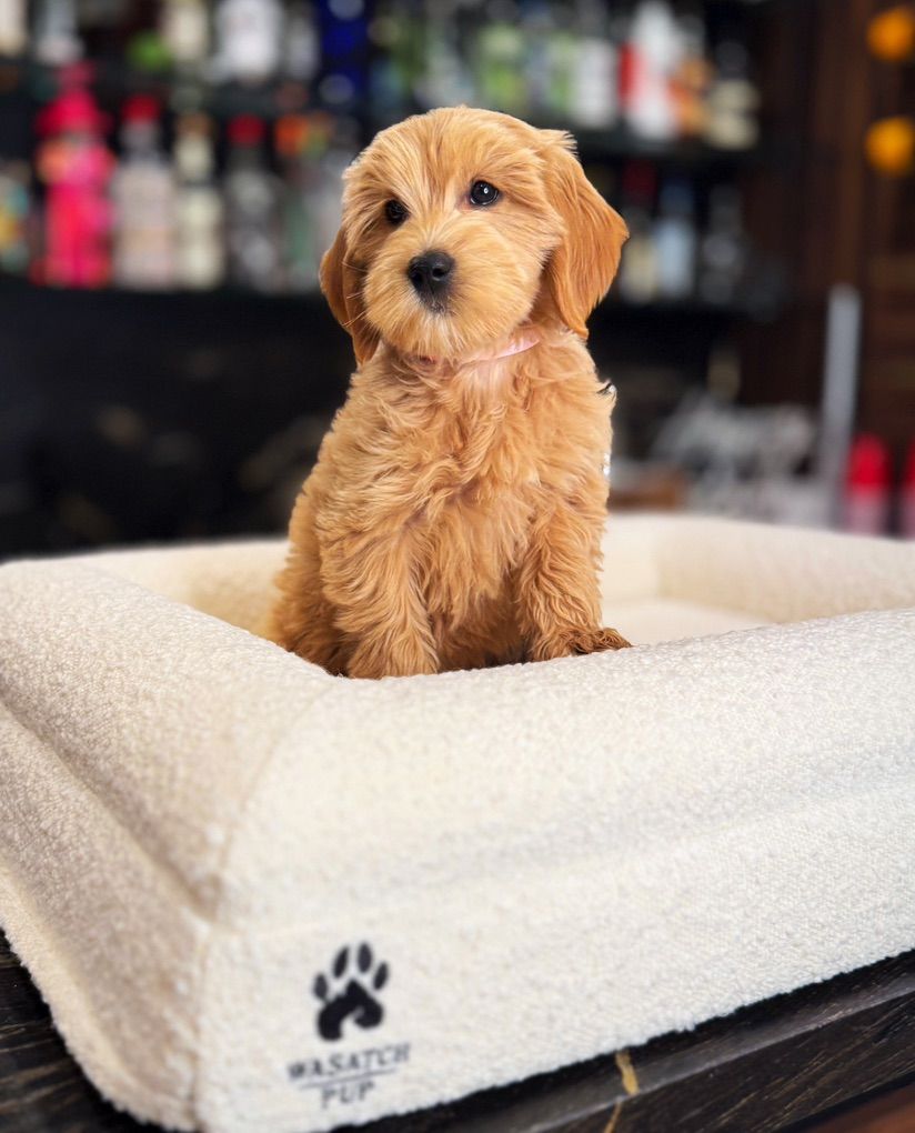 Gorgeous Mini Goldendoodle Puppies