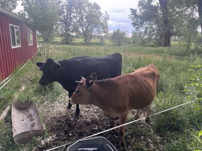 Two 14 month old jersey and jersey/cross steers available