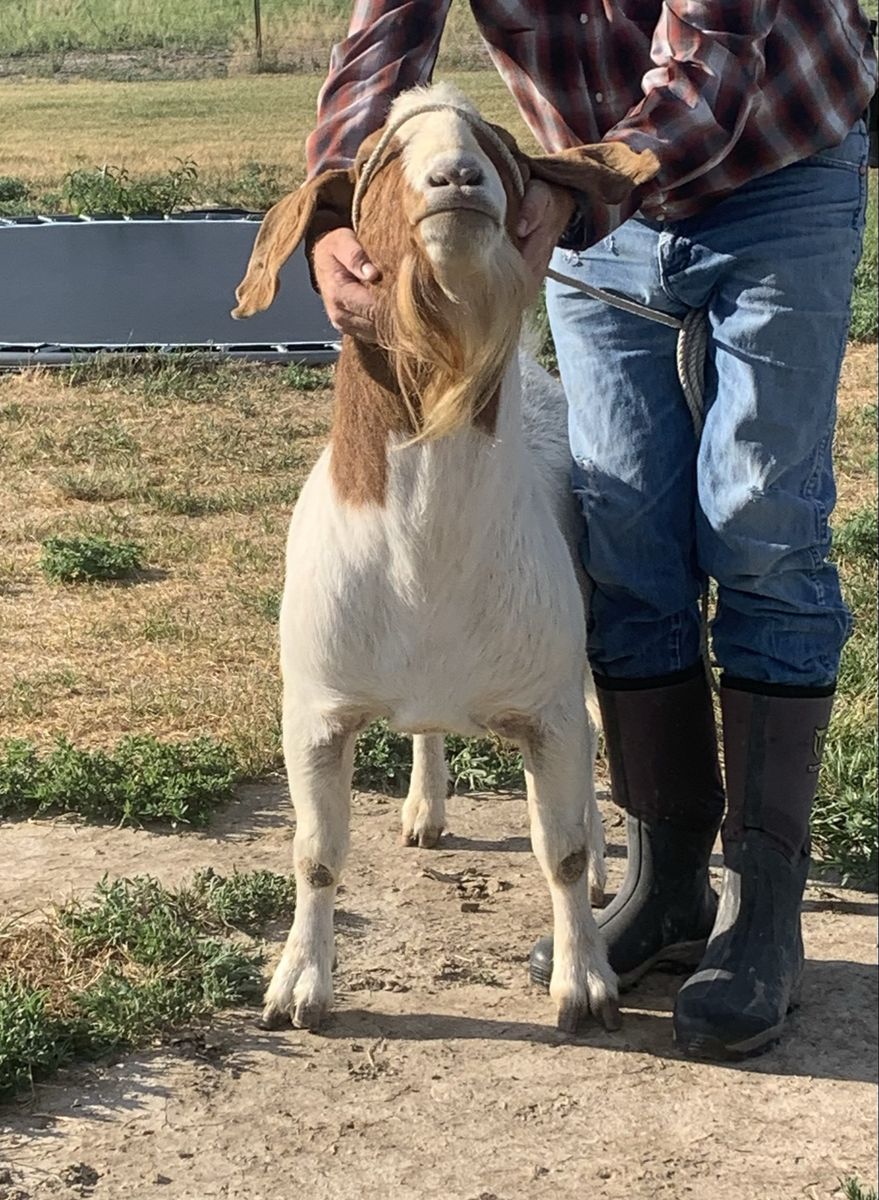 Boer Goat Buck - Proven Breeder, Excellent Genetics