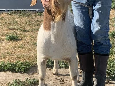 Boer Goat Buck - Proven Breeder, Excellent Genetics