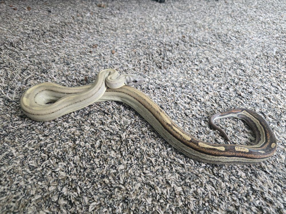 Large Juvenile Female Keywest Motley Boa