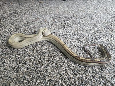 Large Juvenile Female Keywest Motley Boa