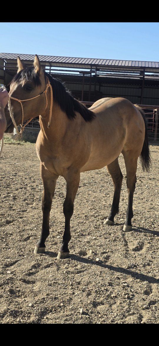 Flashy Dun Run/Cow Horse Bred