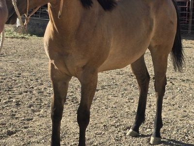 Flashy Dun Run/Cow Horse Bred