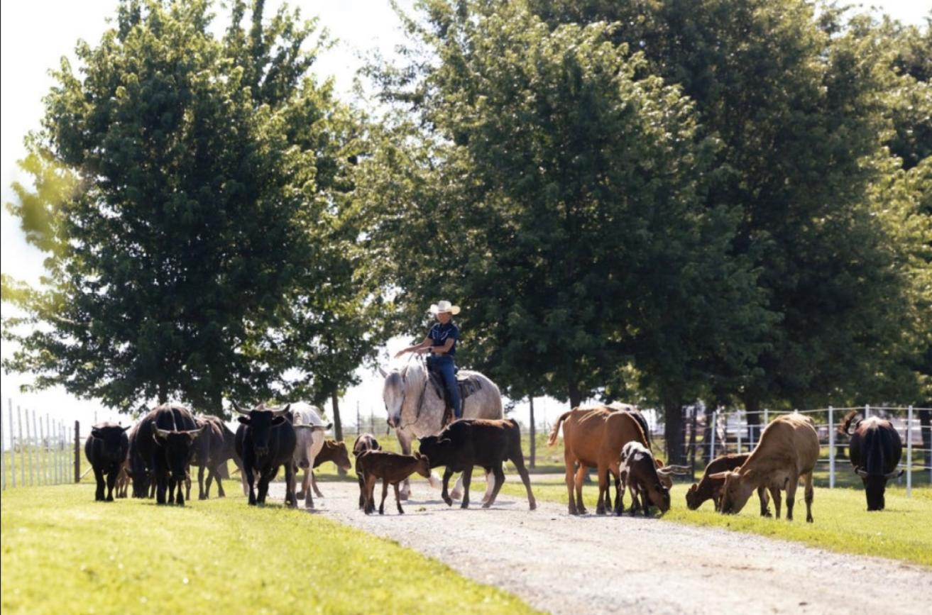 Oscar 2021 Draft Cross Gelding