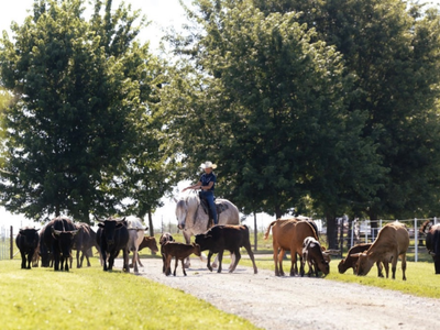 Oscar 2021 Draft Cross Gelding