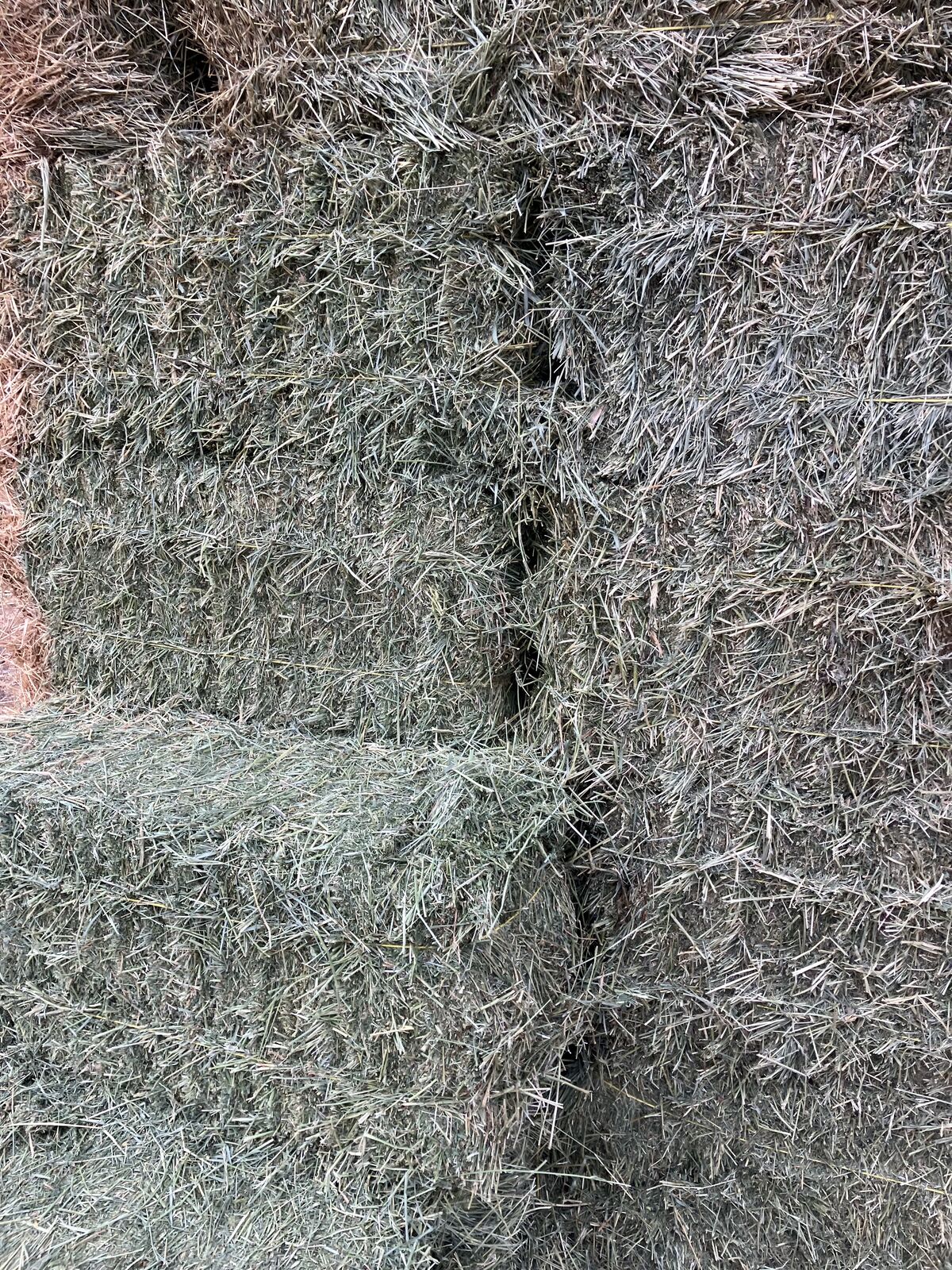 Alfalfa Hay 2 String Horse Hay