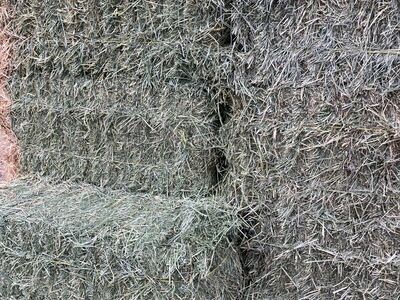 Alfalfa Hay 2 String Horse Hay