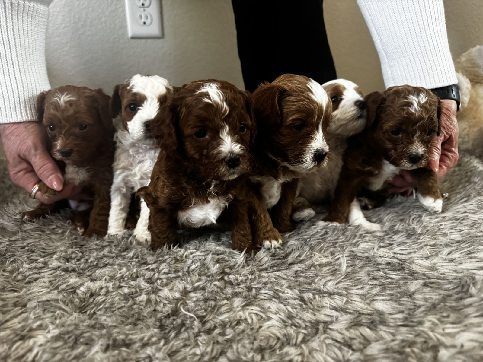 Cavapoo Puppies