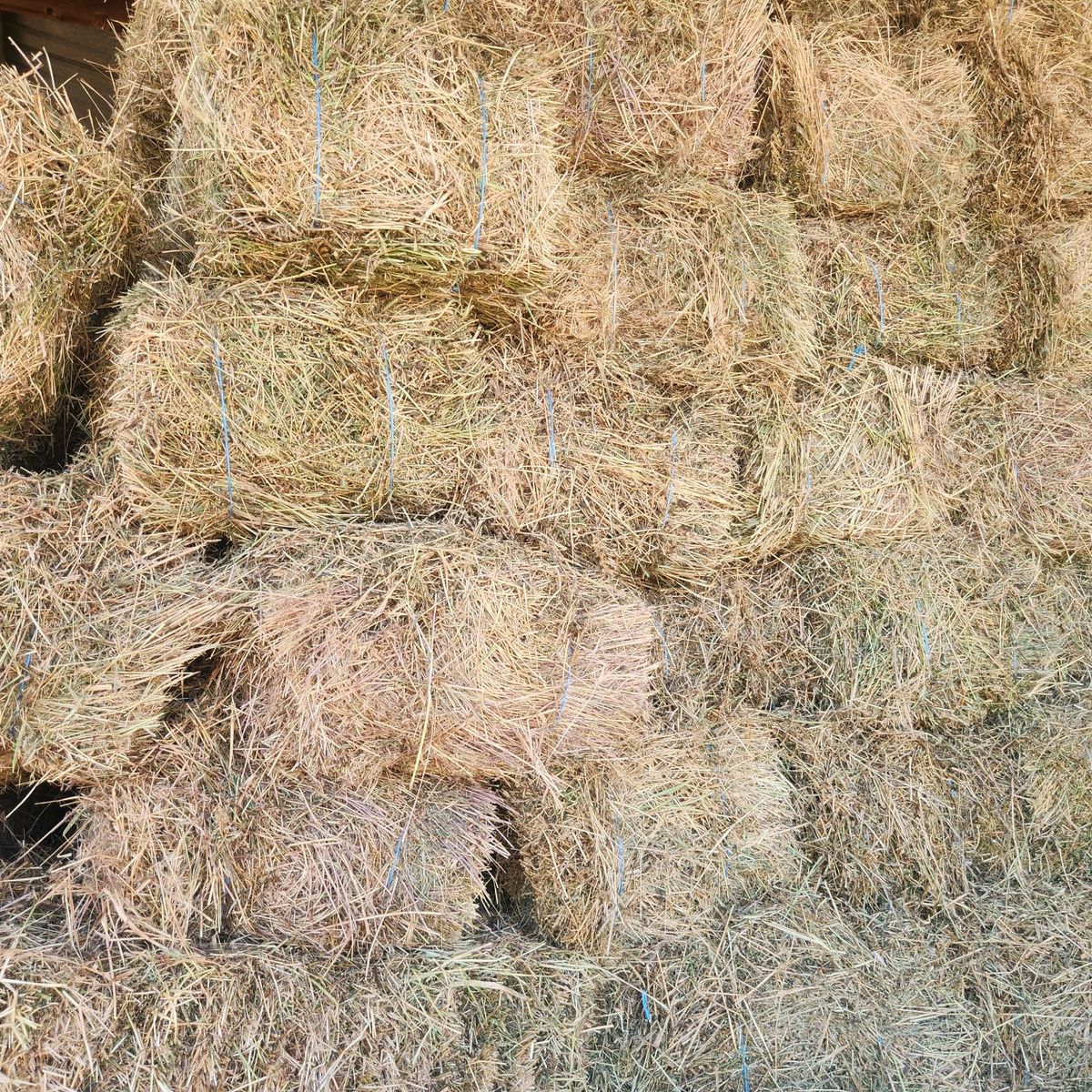 hay for sale