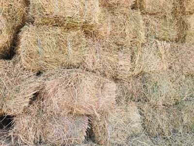 hay for sale