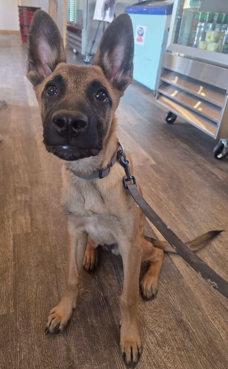 Belgian Malinois & German & Dutch Shepherd Mix Puppies 