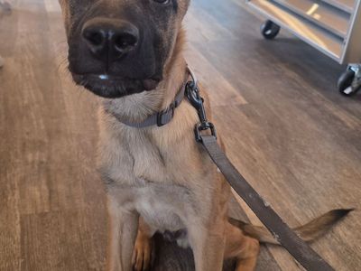 Belgian Malinois & German & Dutch Shepherd Mix Puppies