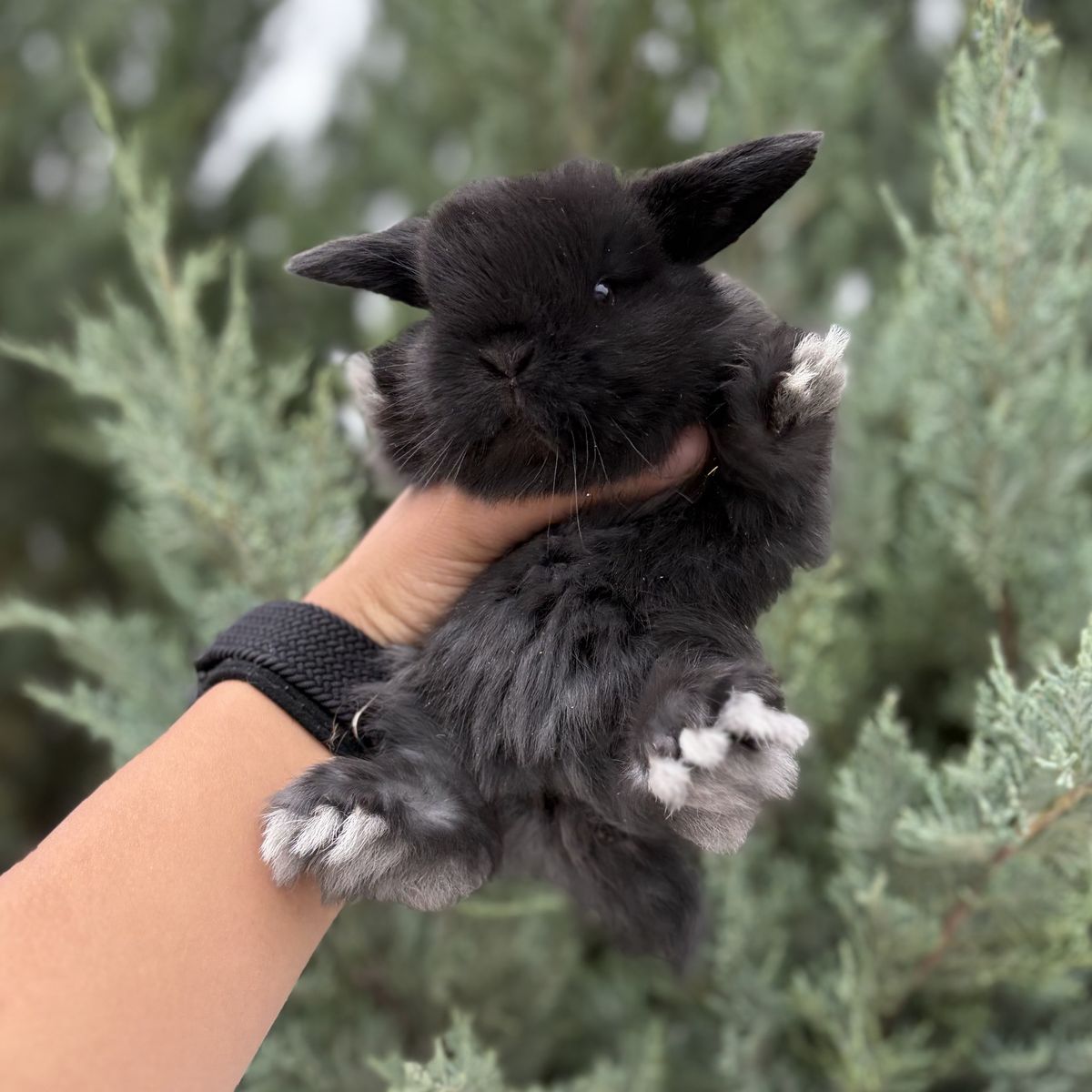 Holland Lop Bucks
