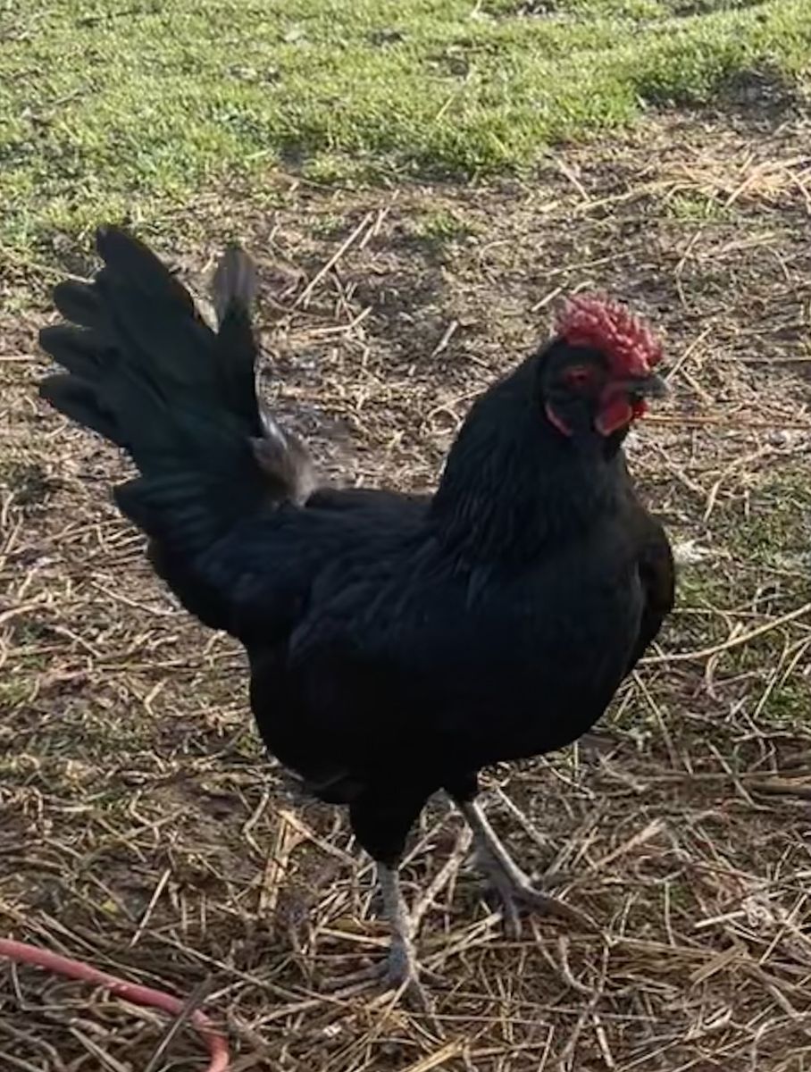 Bantam rooster