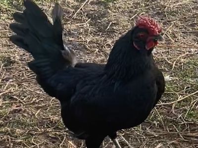 Bantam rooster