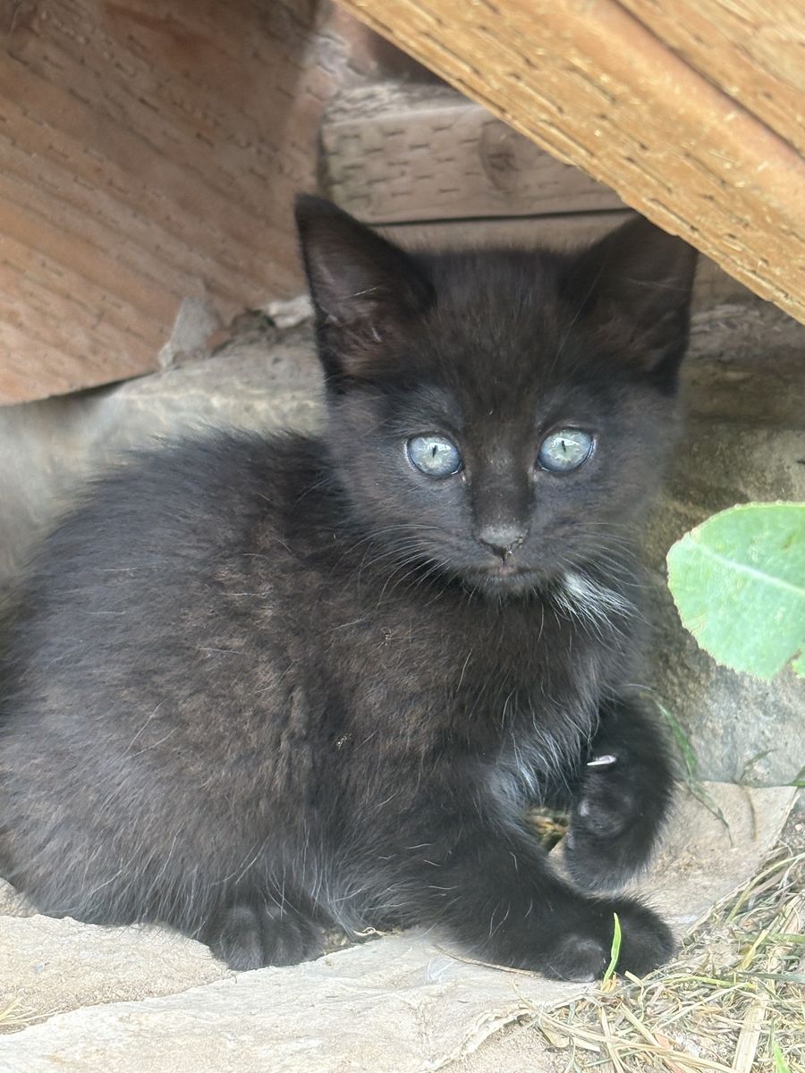 10 week old kittens