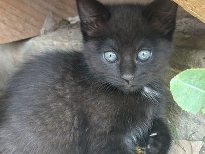 10 week old kittens